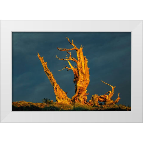 Bristlecone pine at sunset-White Mountains-Inyo National Forest-California White Modern Wood Framed Art Print by Jones, Adam