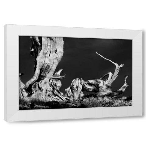 Bristlecone pine at sunset-White Mountains-Inyo National Forest-California White Modern Wood Framed Art Print by Jones, Adam