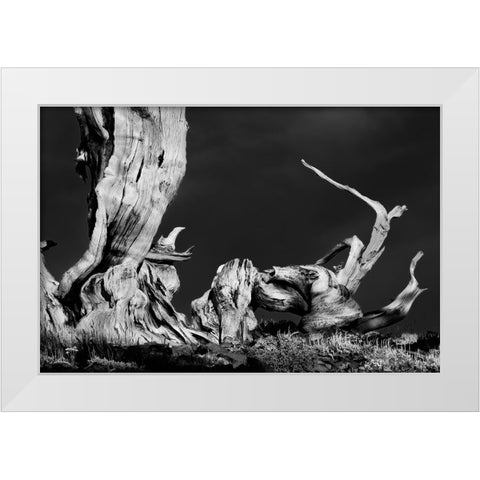 Bristlecone pine at sunset-White Mountains-Inyo National Forest-California White Modern Wood Framed Art Print by Jones, Adam