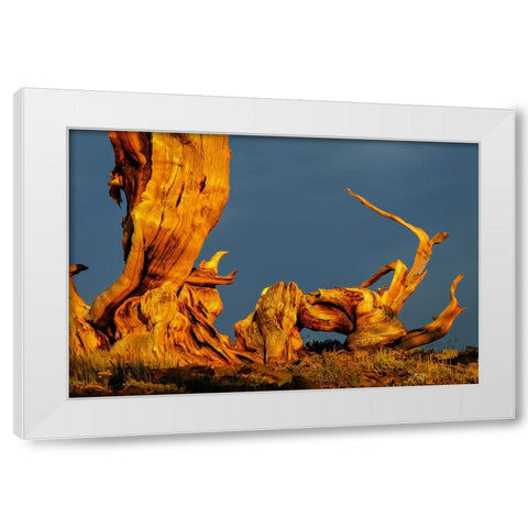 Bristlecone pine at sunset-White Mountains-Inyo National Forest-California White Modern Wood Framed Art Print by Jones, Adam