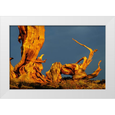 Bristlecone pine at sunset-White Mountains-Inyo National Forest-California White Modern Wood Framed Art Print by Jones, Adam