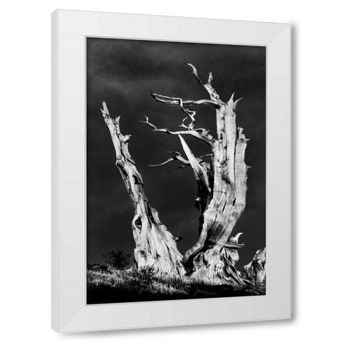 Bristlecone pine at sunset-White Mountains-Inyo National Forest-California White Modern Wood Framed Art Print by Jones, Adam