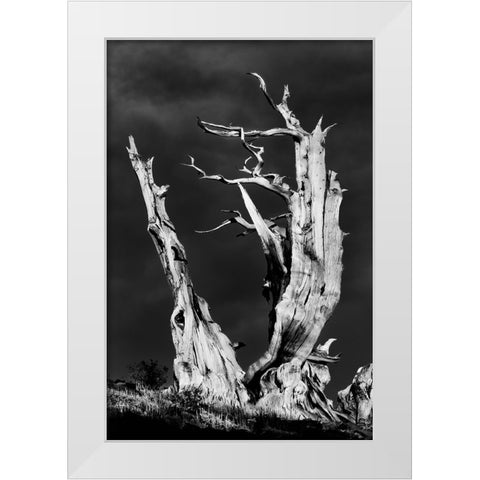 Bristlecone pine at sunset-White Mountains-Inyo National Forest-California White Modern Wood Framed Art Print by Jones, Adam