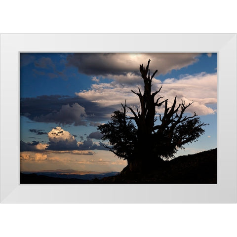Bristlecone pine silhouetted at sunset-White Mountains-Inyo National Forest-California White Modern Wood Framed Art Print by Jones, Adam