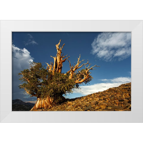 Bristlecone pine at sunset-White Mountains-Inyo National Forest-California White Modern Wood Framed Art Print by Jones, Adam