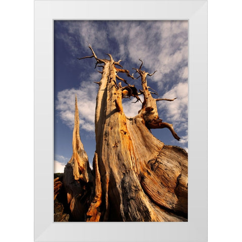 Bristlecone pine at sunset-White Mountains-Inyo National Forest-California White Modern Wood Framed Art Print by Jones, Adam