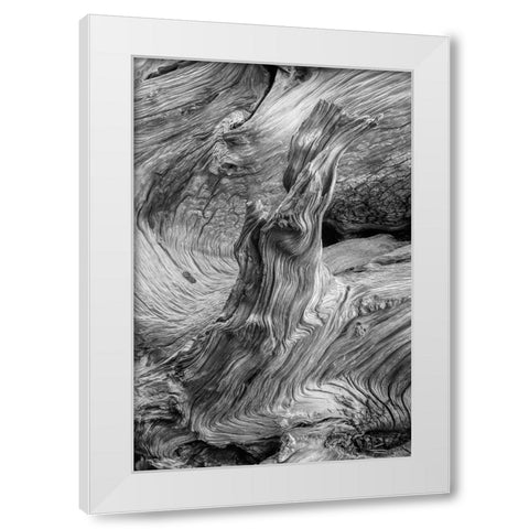 Pattern in wood of Bristlecone pine-White Mountains-Inyo National Forest-California White Modern Wood Framed Art Print by Jones, Adam