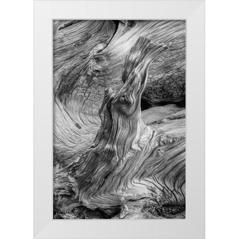 Pattern in wood of Bristlecone pine-White Mountains-Inyo National Forest-California White Modern Wood Framed Art Print by Jones, Adam