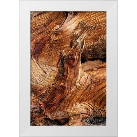 Pattern in wood of Bristlecone pine-White Mountains-Inyo National Forest-California White Modern Wood Framed Art Print by Jones, Adam