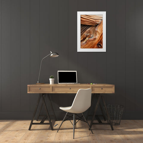 Pattern in wood of Bristlecone pine-White Mountains-Inyo National Forest-California White Modern Wood Framed Art Print by Jones, Adam