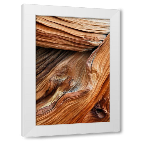 Pattern in wood of Bristlecone pine-White Mountains-Inyo National Forest-California White Modern Wood Framed Art Print by Jones, Adam