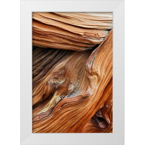 Pattern in wood of Bristlecone pine-White Mountains-Inyo National Forest-California White Modern Wood Framed Art Print by Jones, Adam