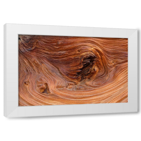 Pattern in wood of Bristlecone pine-White Mountains-Inyo National Forest-California White Modern Wood Framed Art Print by Jones, Adam