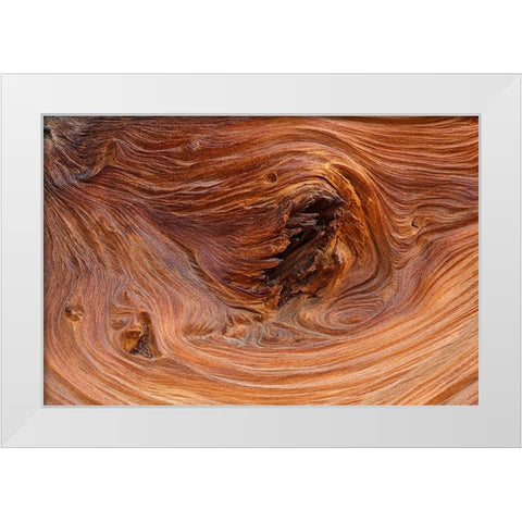 Pattern in wood of Bristlecone pine-White Mountains-Inyo National Forest-California White Modern Wood Framed Art Print by Jones, Adam