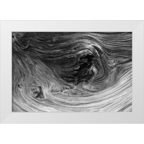 Pattern in wood of Bristlecone pine-White Mountains-Inyo National Forest-California White Modern Wood Framed Art Print by Jones, Adam