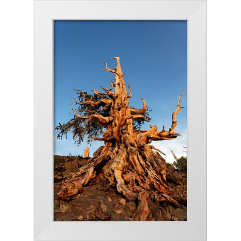 Bristlecone pine at sunset-White Mountains-Inyo National Forest-California White Modern Wood Framed Art Print by Jones, Adam