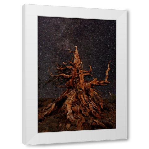 Bristlecone pine and Milky Way-White Mountains-Inyo National Forest-California White Modern Wood Framed Art Print by Jones, Adam