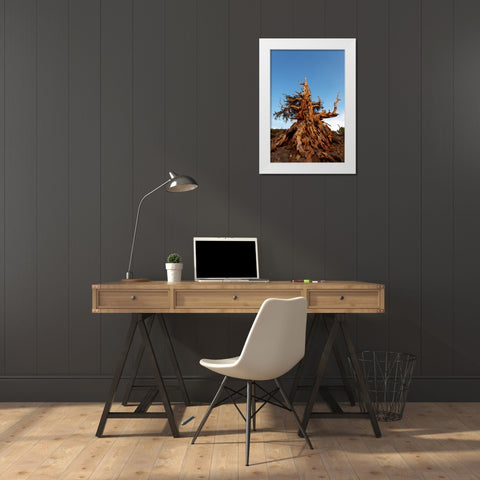 Bristlecone pine at sunset-White Mountains-Inyo National Forest-California White Modern Wood Framed Art Print by Jones, Adam