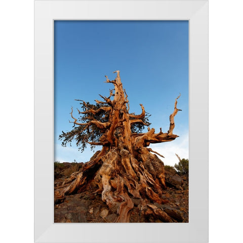Bristlecone pine at sunset-White Mountains-Inyo National Forest-California White Modern Wood Framed Art Print by Jones, Adam