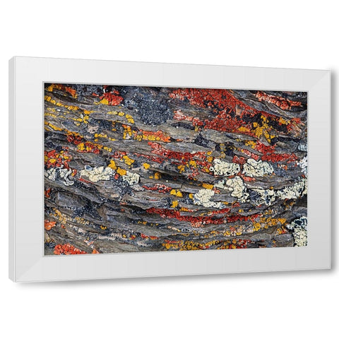 Colorful red and yellow lichens on rocks-eastern Sierra Range-California White Modern Wood Framed Art Print by Jones, Adam