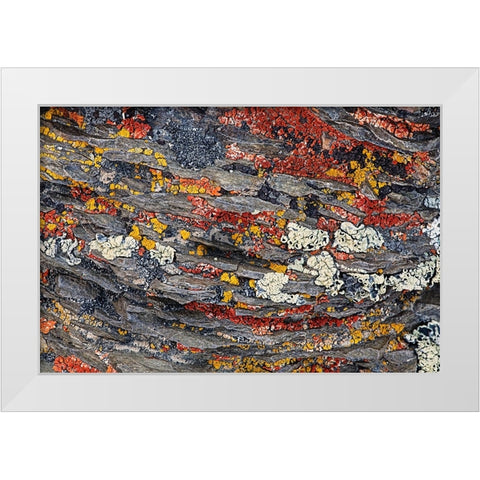 Colorful red and yellow lichens on rocks-eastern Sierra Range-California White Modern Wood Framed Art Print by Jones, Adam