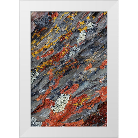 Colorful red and yellow lichens on rocks-eastern Sierra Range-California White Modern Wood Framed Art Print by Jones, Adam