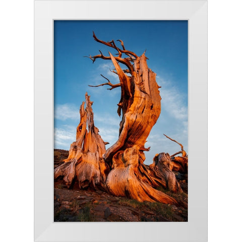 Bristlecone pine at sunset-White Mountains-Inyo National Forest-California White Modern Wood Framed Art Print by Jones, Adam