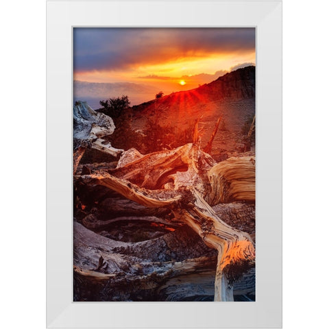 Bristlecone pine at sunset-White Mountains-Inyo National Forest-California White Modern Wood Framed Art Print by Jones, Adam