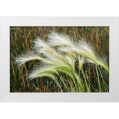 Foxtail grasses-Mono Lake-Tufa State Natural Reserve-California White Modern Wood Framed Art Print by Jones, Adam