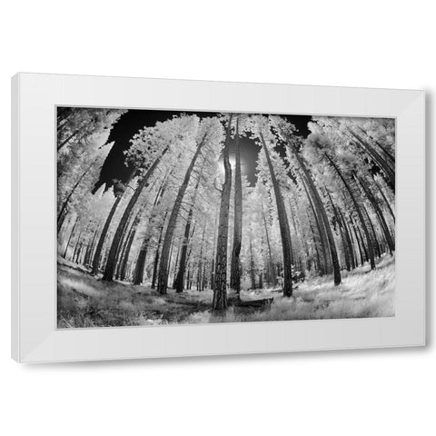 Infrared image of view up through trees-Yosemite National Park-California White Modern Wood Framed Art Print by Jones, Adam