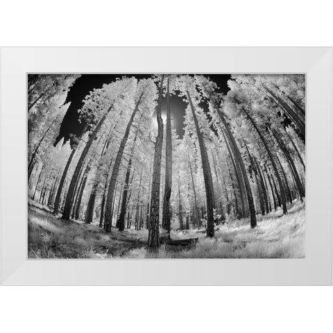Infrared image of view up through trees-Yosemite National Park-California White Modern Wood Framed Art Print by Jones, Adam