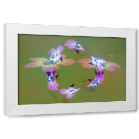Abstract of Davy Gilia flowers-Antelope Valley California Poppy Preserve-Lancaster-California White Modern Wood Framed Art Print by Jones, Adam