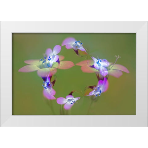 Abstract of Davy Gilia flowers-Antelope Valley California Poppy Preserve-Lancaster-California White Modern Wood Framed Art Print by Jones, Adam