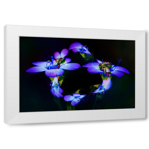 Abstract of Davy Gilia flowers-Antelope Valley California Poppy Preserve-Lancaster-California White Modern Wood Framed Art Print by Jones, Adam