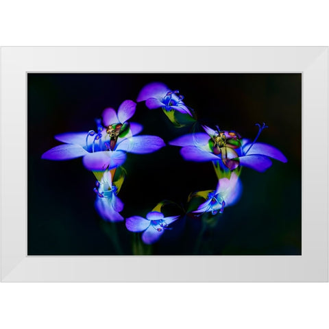 Abstract of Davy Gilia flowers-Antelope Valley California Poppy Preserve-Lancaster-California White Modern Wood Framed Art Print by Jones, Adam
