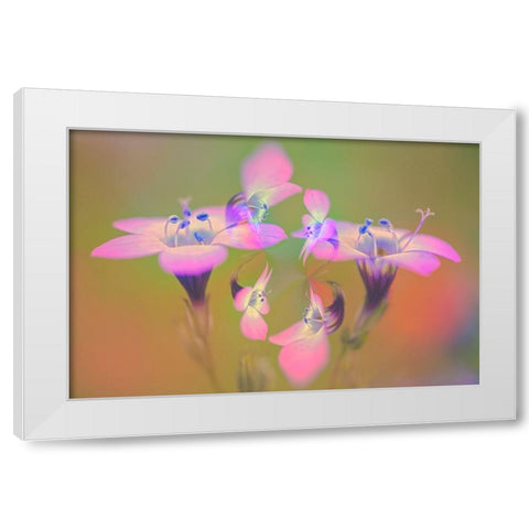 Abstract of Davy Gilia flowers-Antelope Valley California Poppy Preserve-Lancaster-California White Modern Wood Framed Art Print by Jones, Adam