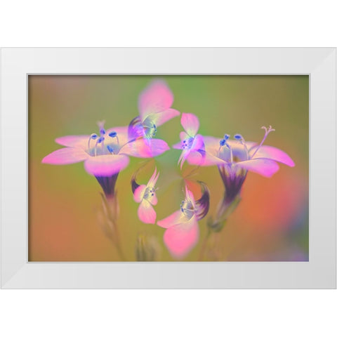 Abstract of Davy Gilia flowers-Antelope Valley California Poppy Preserve-Lancaster-California White Modern Wood Framed Art Print by Jones, Adam