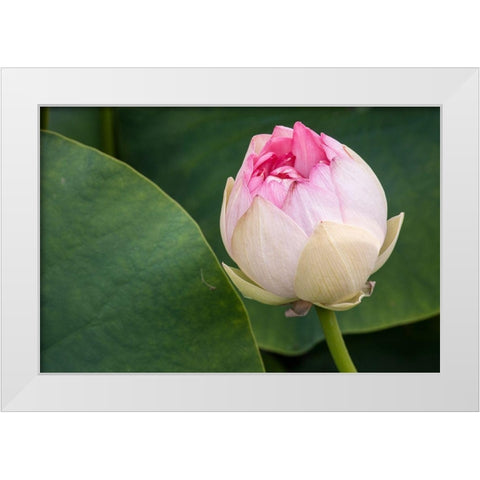 California-Santa Barbara Lotusland garden-Summer Solstice Twilight Reception-lotus flower White Modern Wood Framed Art Print by Jones, Alison