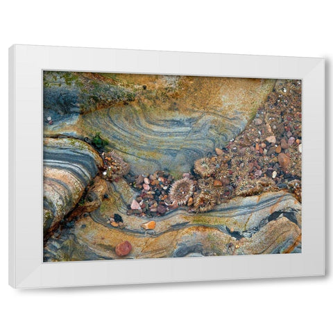 Tidal Pool-Point Lobos-California White Modern Wood Framed Art Print by Miller, Anna