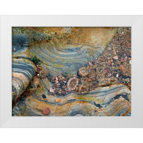 Tidal Pool-Point Lobos-California White Modern Wood Framed Art Print by Miller, Anna