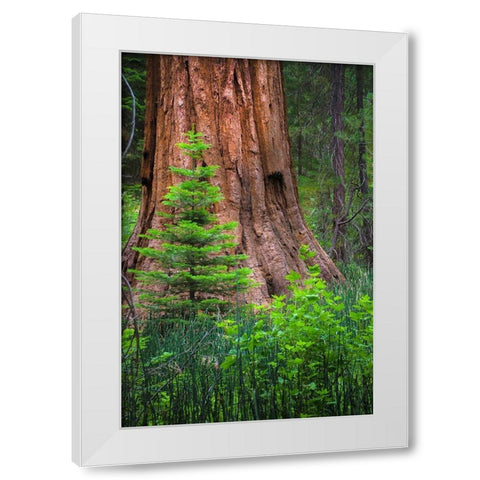 Mariposa Grove-Yosemite-Sierra Mountains-California-USA White Modern Wood Framed Art Print by Miller, Anna