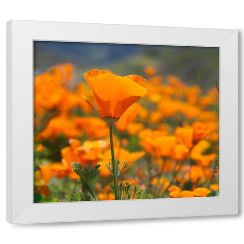 California Poppies-Big Sur-California-USA White Modern Wood Framed Art Print by Miller, Anna