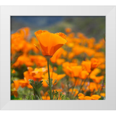 California Poppies-Big Sur-California-USA White Modern Wood Framed Art Print by Miller, Anna
