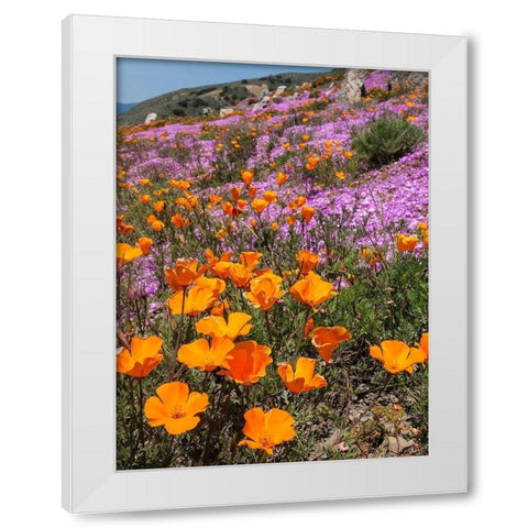California Poppies-Big Sur-California-USA White Modern Wood Framed Art Print by Miller, Anna