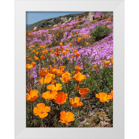California Poppies-Big Sur-California-USA White Modern Wood Framed Art Print by Miller, Anna