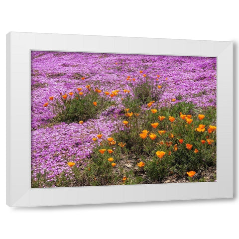 California Poppies-Big Sur-California-USA White Modern Wood Framed Art Print by Miller, Anna