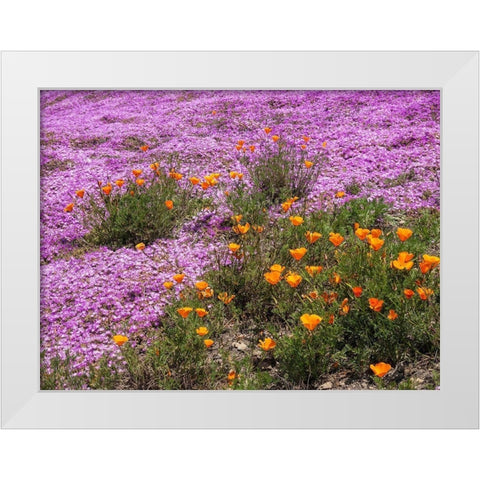 California Poppies-Big Sur-California-USA White Modern Wood Framed Art Print by Miller, Anna