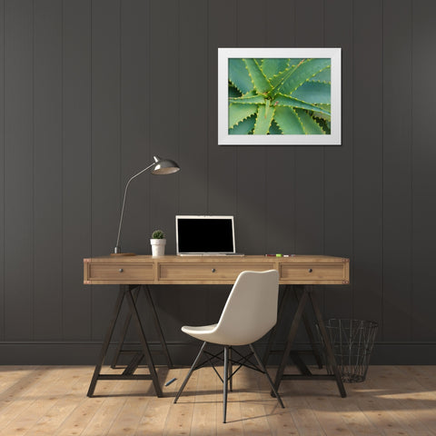 Aloe Plant-Big Sur-California-USA White Modern Wood Framed Art Print by Miller, Anna