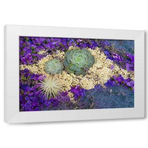 Succulents-Big Sur-California-USA White Modern Wood Framed Art Print by Miller, Anna
