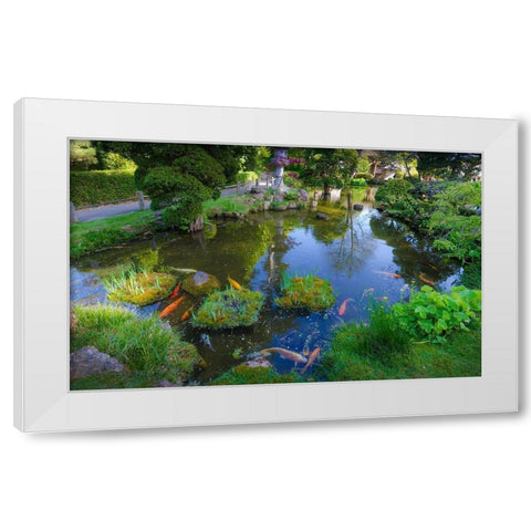 Koi Pond-Japanese Tea Garden-Golden Gate Park-San Francisco-California-USA White Modern Wood Framed Art Print by Miller, Anna